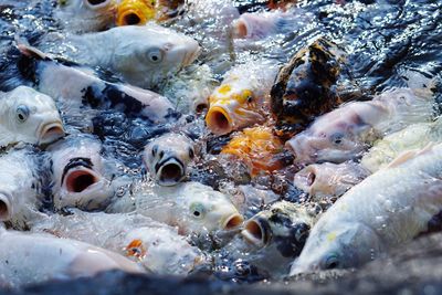 High angle view of fish in water