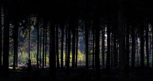 Pine trees in forest