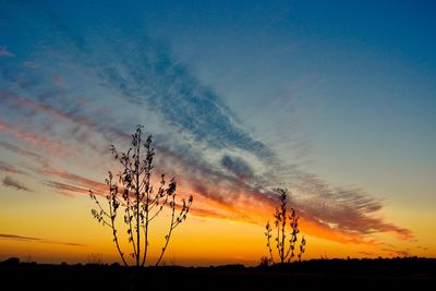 Silhouette plants on field against sky during sunset