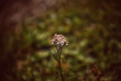 Close-up of flower against blurred background