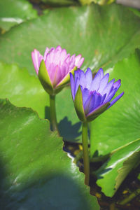 Close-up of purple water lily