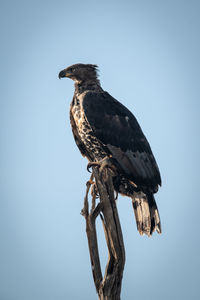 African crowned eagle on stump faces left