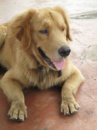 High angle view of dog sitting on floor