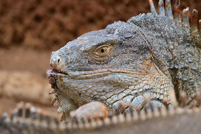Head shot of a green iguana 