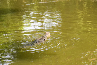 High angle view of duck swimming in lake