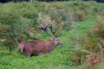 Deer in a field