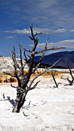 Bare trees on landscape