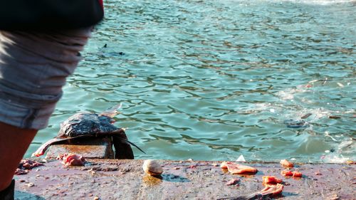 Hand holding fish in sea