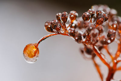 Close-up of water drops on plant against gray background