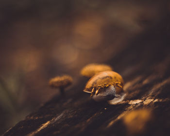 Close-up of mushroom growing on wood