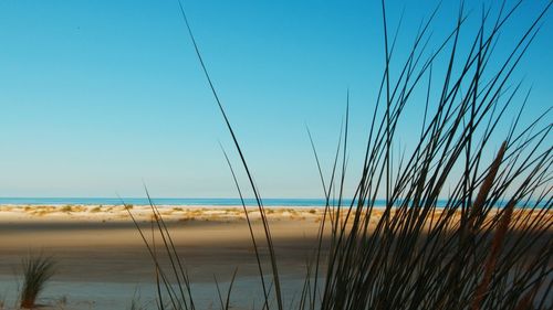 Scenic view of beach against clear blue sky