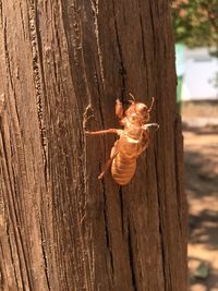 Close-up of insect on tree trunk