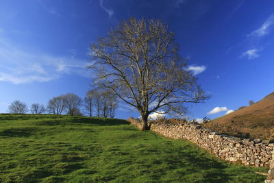 Bare tree on field against blue sky