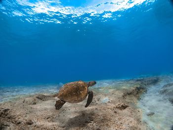 View of turtle in sea