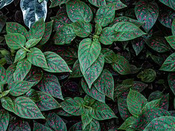 Full frame shot of fresh green plants in market