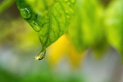 Close-up of wet plant leaves