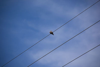 Low angle view of birds perching on cable