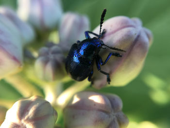 Close-up of insect on flower