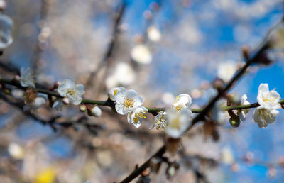 Close-up of cherry blossoms in spring