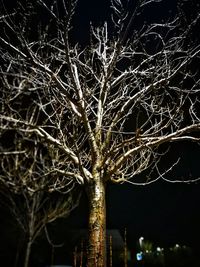 Close-up of bare tree at night
