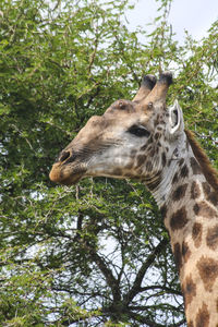 Low angle view of giraffe against trees