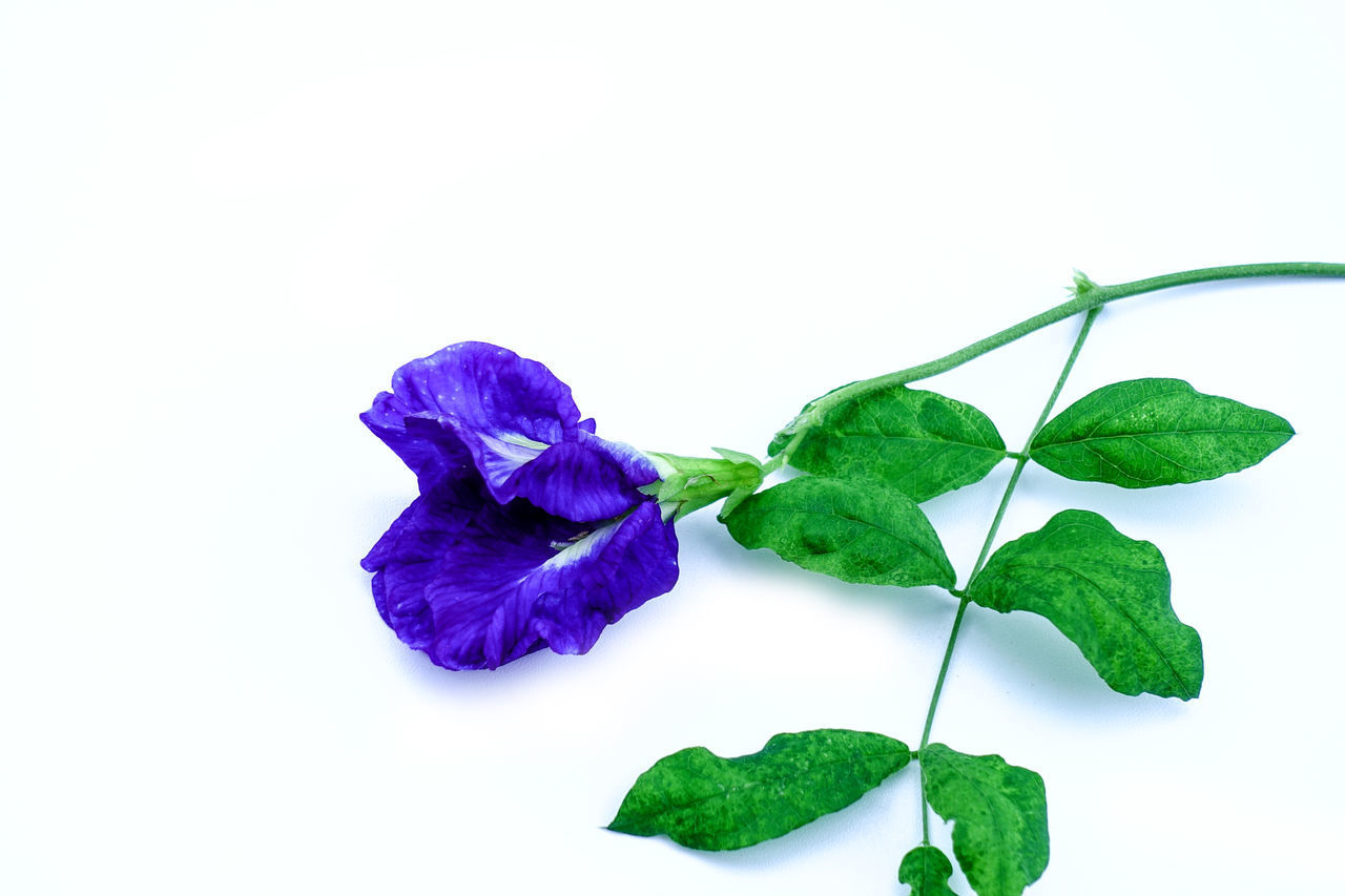 CLOSE-UP OF PURPLE FLOWERS ON WHITE BACKGROUND