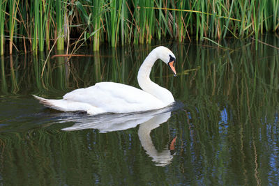 Swan floating on water