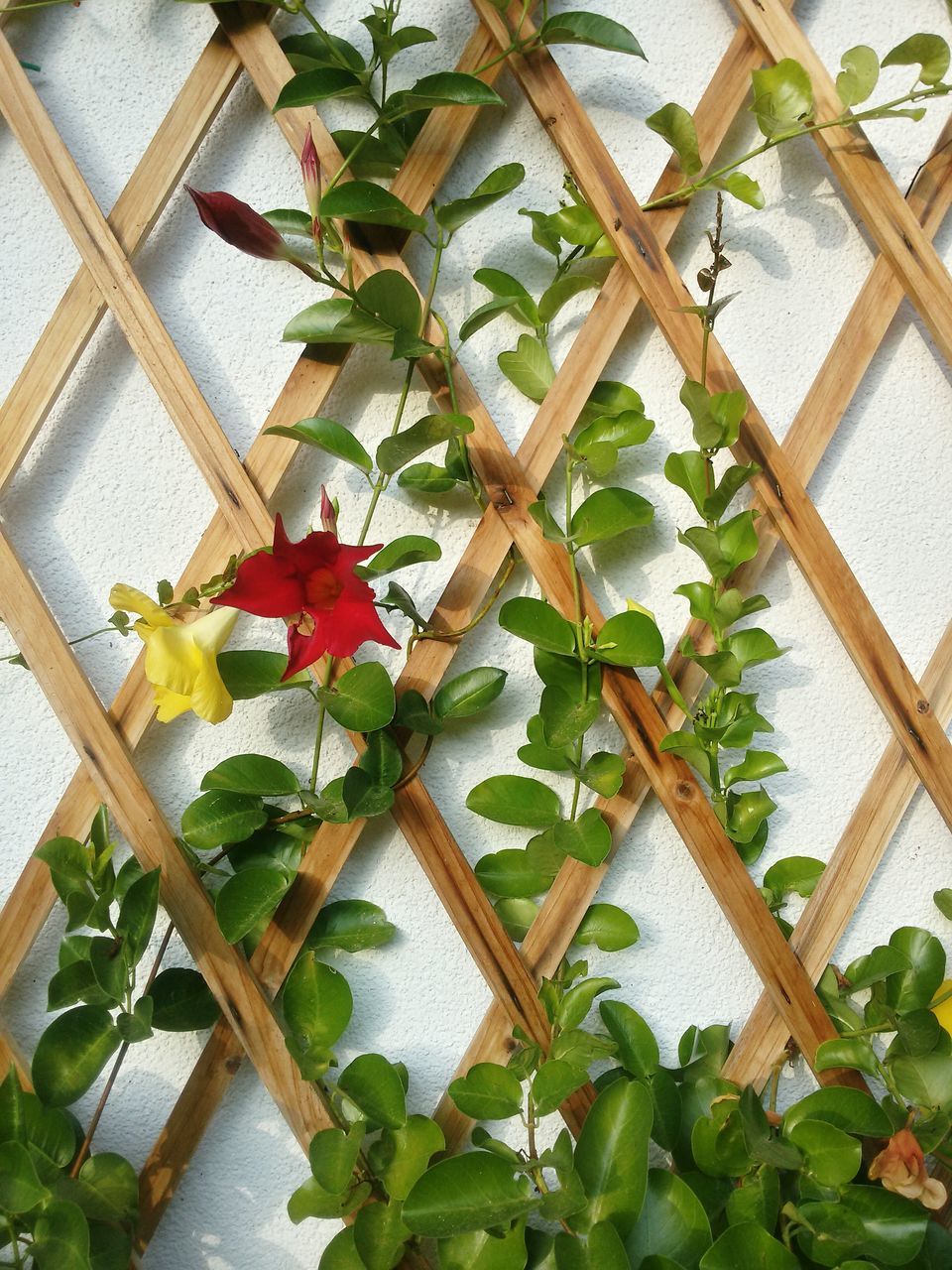 FLOWERS GROWING ON TREE