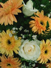 Close-up of yellow flower