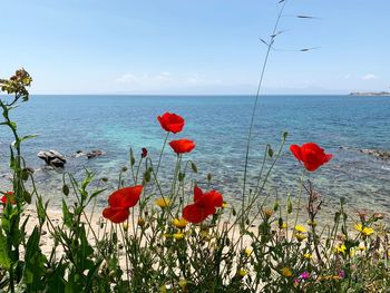 Close-up of red poppy flowers growing in sea against sky