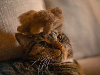 Close-up portrait of a cat