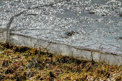 Close-up high angle view of grass