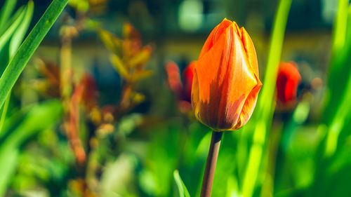 Close-up of tulip blooming outdoors