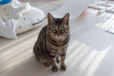 Portrait of tabby cat sitting on floor