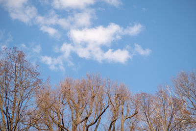 Low angle view of bare trees against blue sky