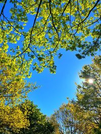 Low angle view of trees against blue sky