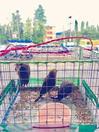 Birds perching in cage against sky