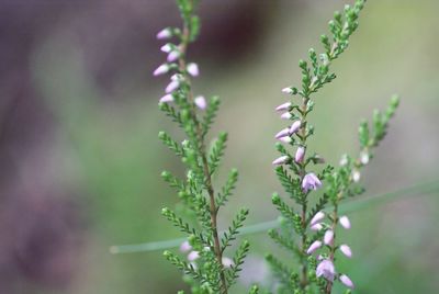 Close-up of purple flowering plant