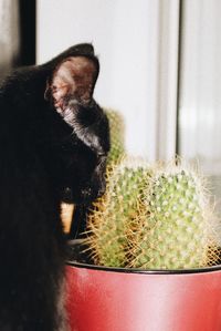 Close-up of cat looking at window