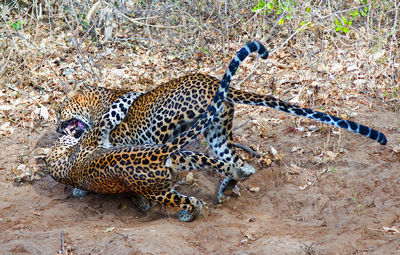 Two leopards fighting