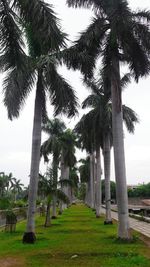 Palm trees on field against sky