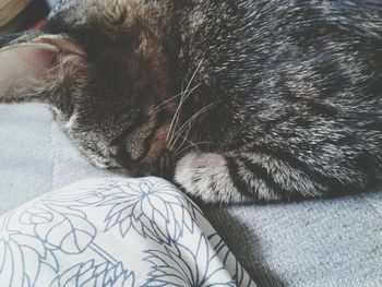 Close-up of cat