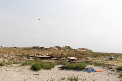 View of birds flying over land