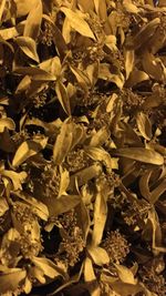 Full frame shot of dry leaves on field