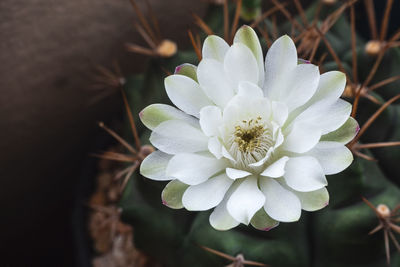 Close-up of white flowering plant