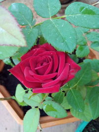 Close-up of red rose blooming outdoors