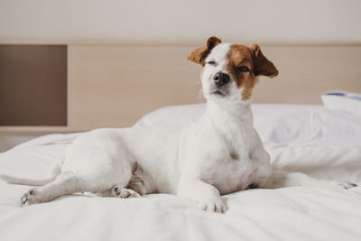 Portrait of dog relaxing on bed at home