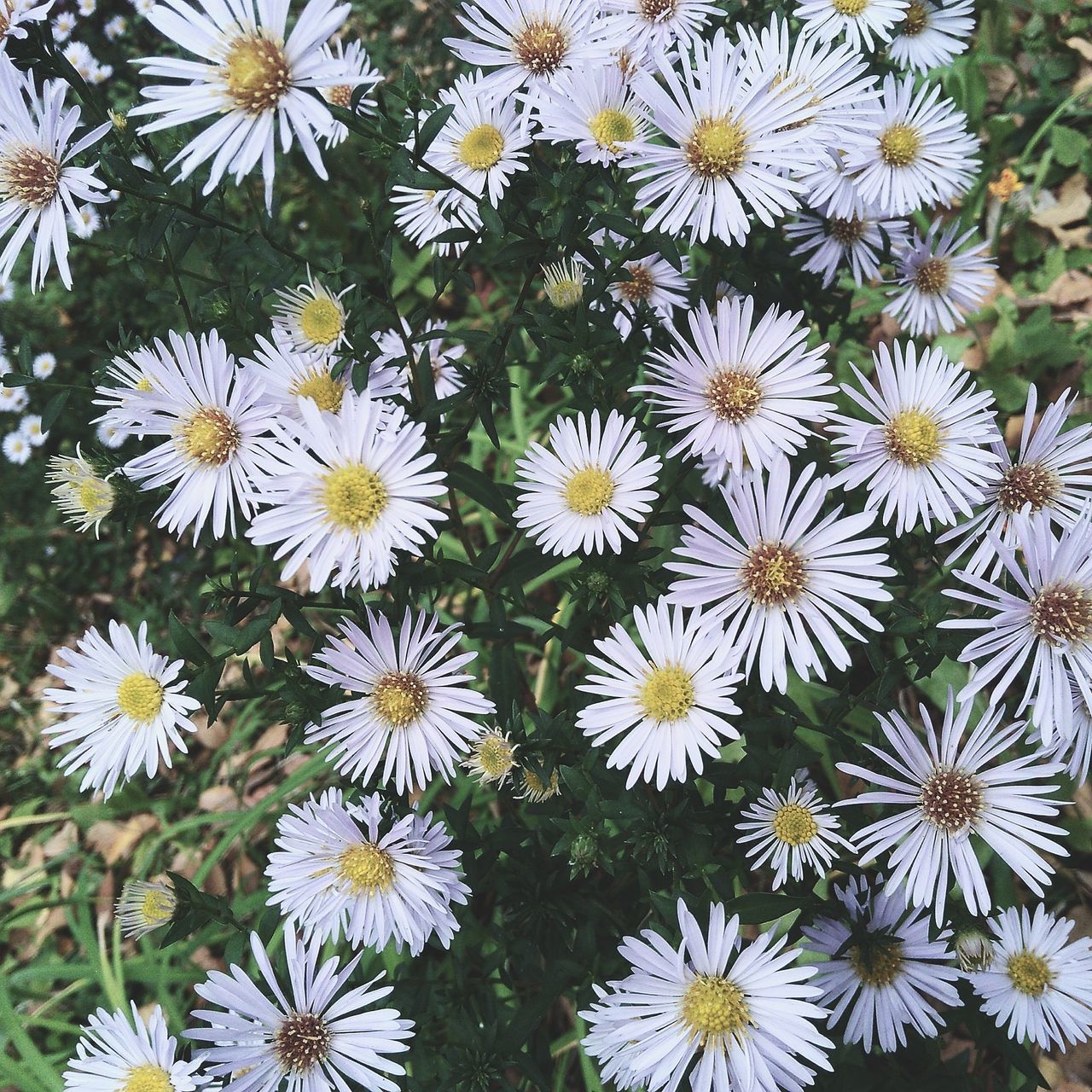 flower, freshness, backgrounds, full frame, growth, fragility, beauty in nature, daisy, high angle view, white color, nature, petal, plant, close-up, flower head, day, in bloom, bloom, green color, outdoors, blossom, abundance, springtime, large group of objects, focus, extreme close up, no people