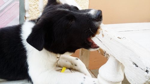 Close-up of a dog