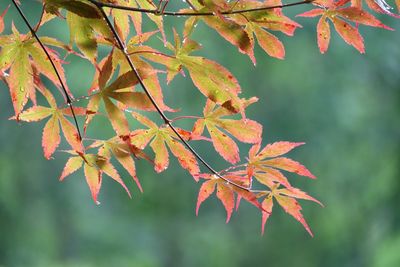 Close-up of autumn leaves on twig